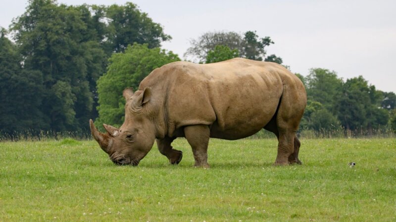 How Does The Rhino Avoid Sunburn